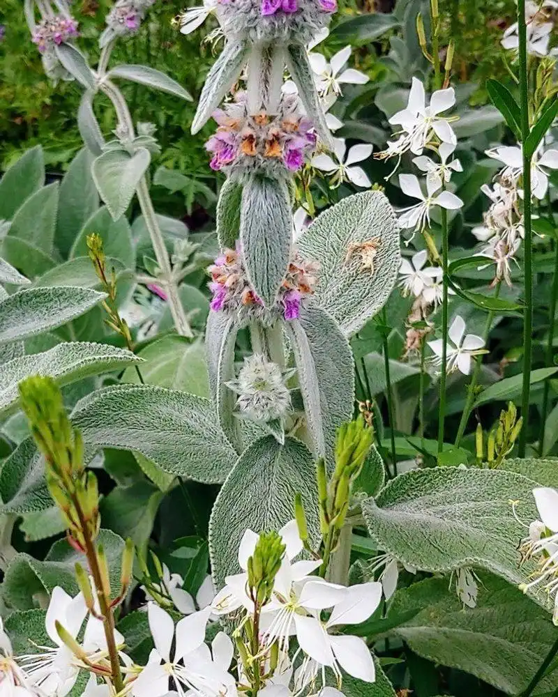 Lamb's Ear