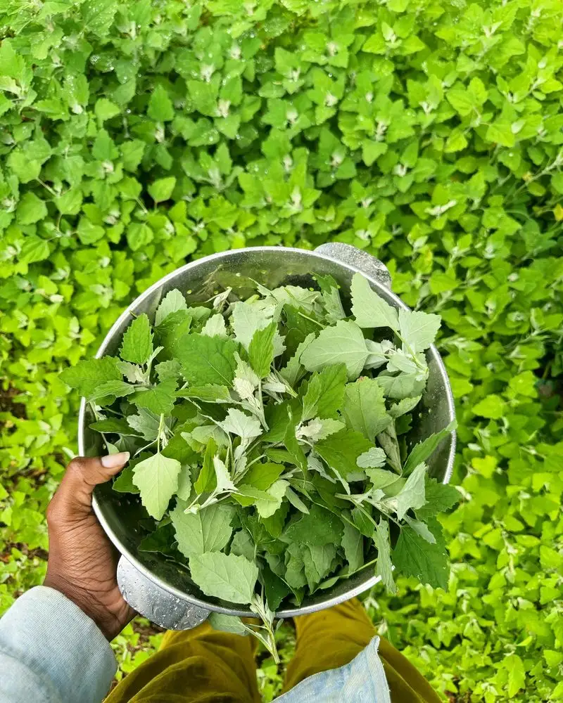 Lamb's Quarters