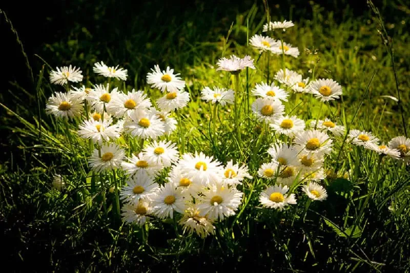 Daisy Green Manure