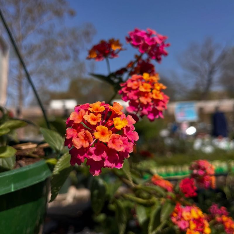 Lantana