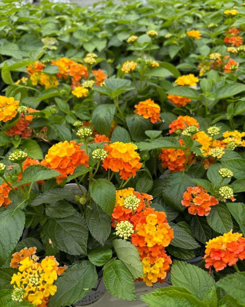 Lantana