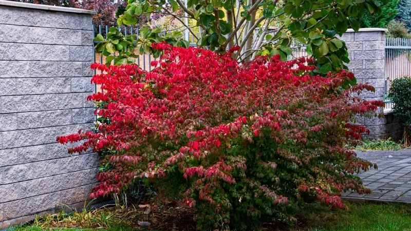 Burning Bush