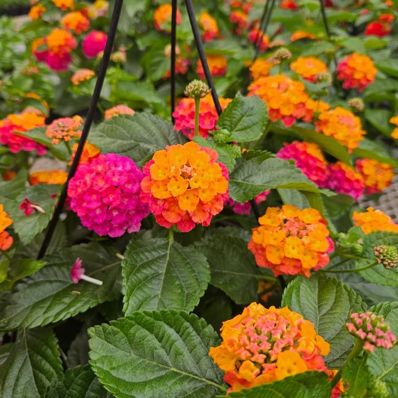 Lantana