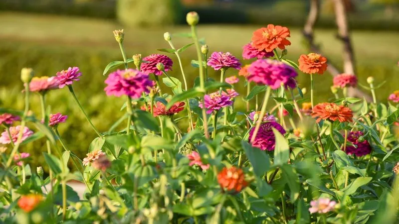 Zinnia
