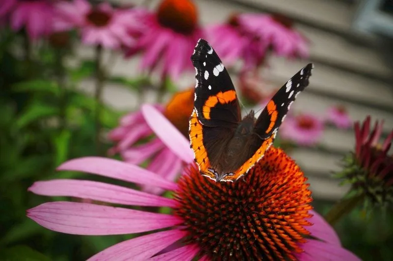 Purple Coneflower