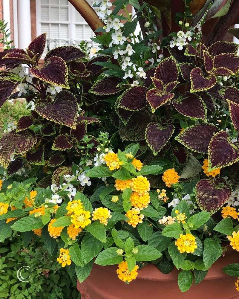 Lantanas