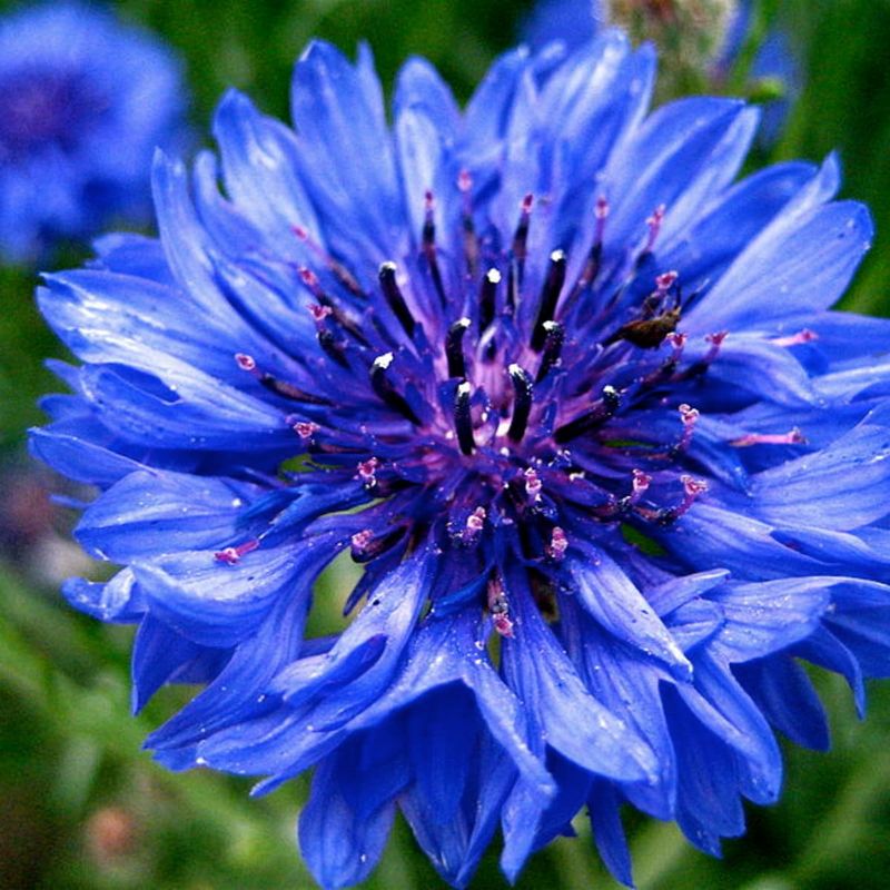 Bachelor's Button (Cornflower)