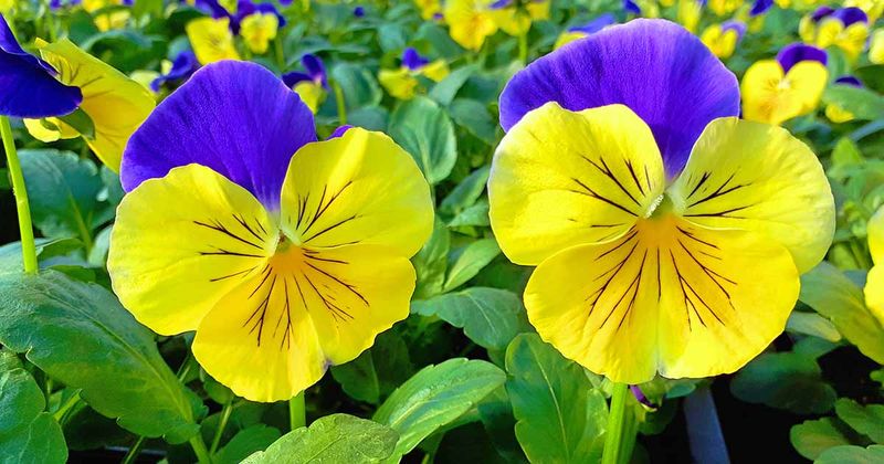 Pansy