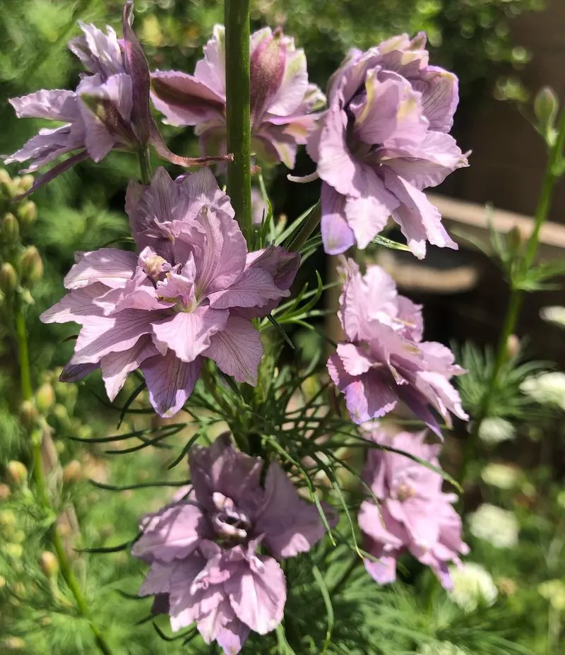 Larkspur (Delphinium consolida)
