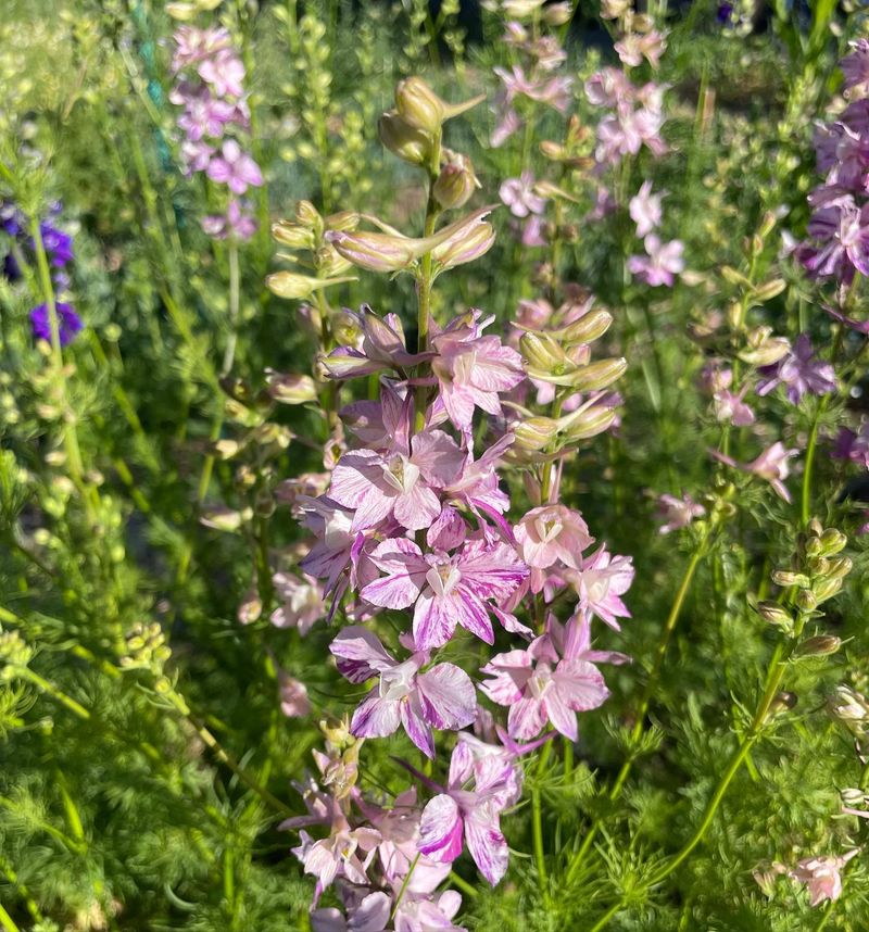 Larkspur (Missed)