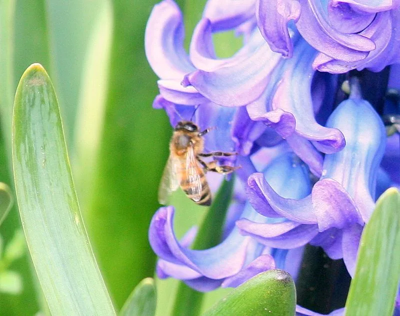 Hyacinth