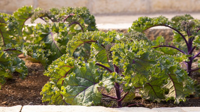 Kale