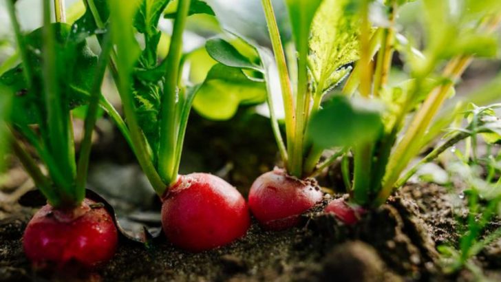 Last Year I Planted 17 Late-Season Vegetables in May—Here’s Which 12 Made It to Fall Harvest