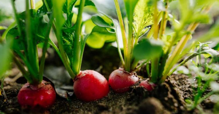 Last Year I Planted 17 Late-Season Vegetables in May—Here’s Which 12 Made It to Fall Harvest
