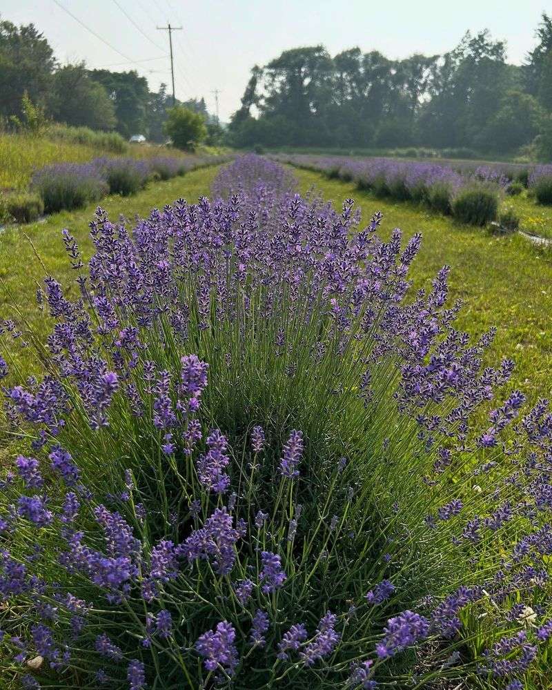 Lavandula (Lavender)