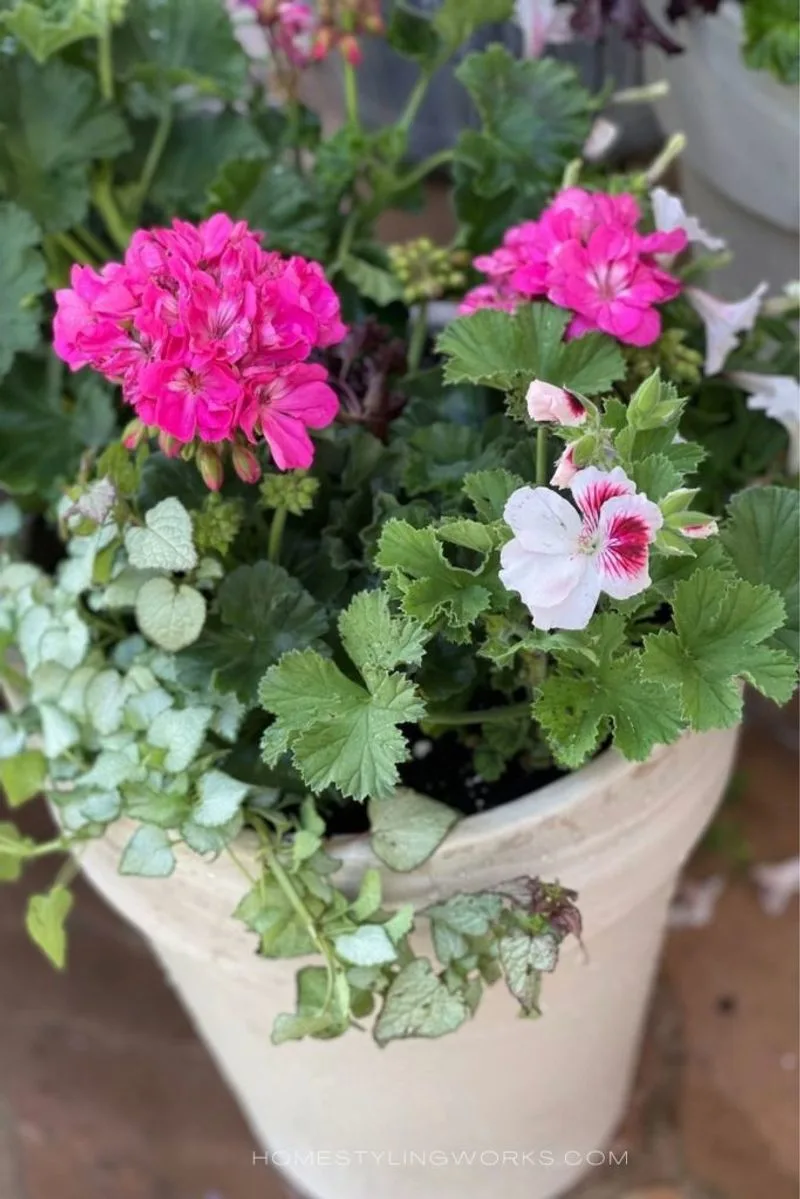 Geranium