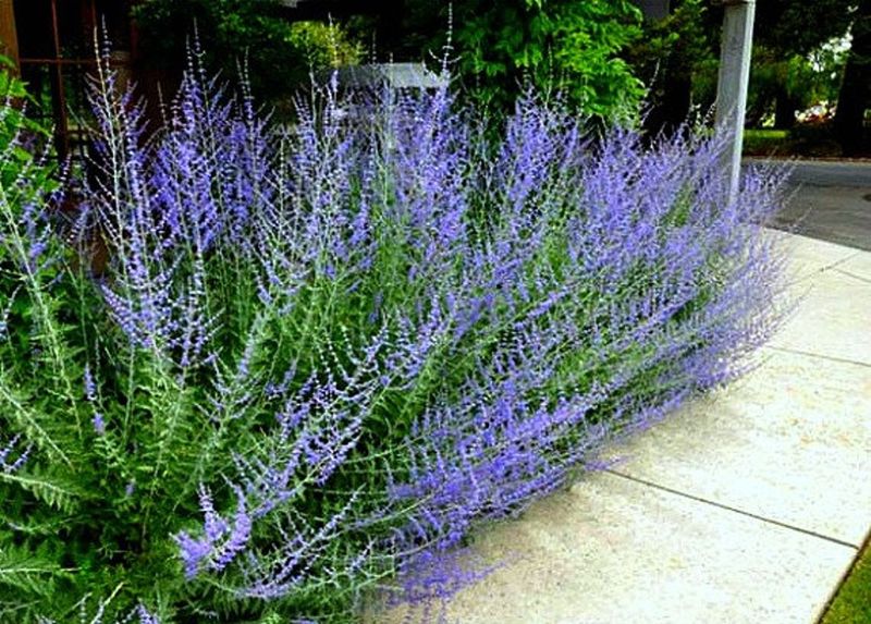 Russian Sage
