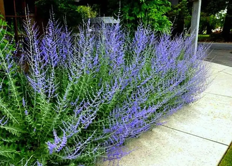 Russian Sage