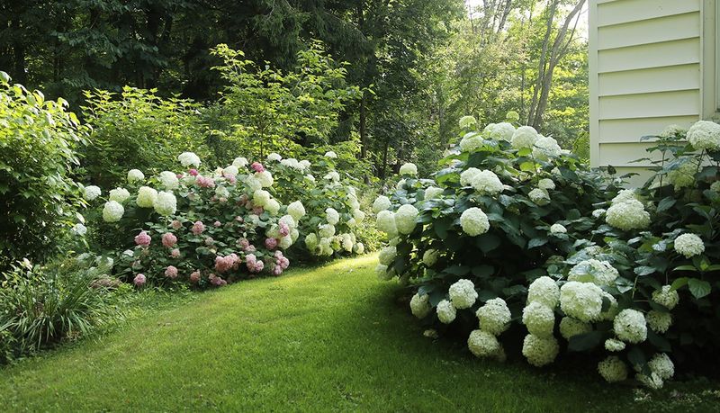 Hydrangea