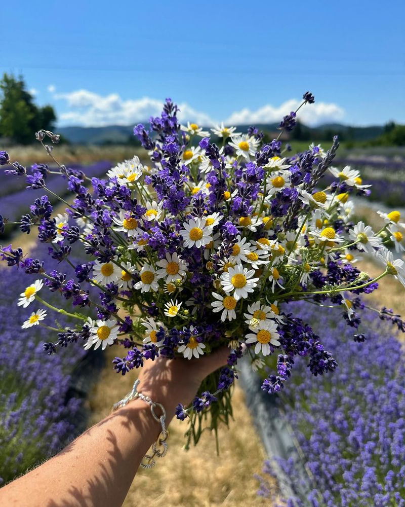 Lavender