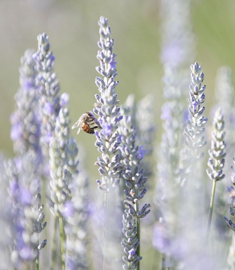 Lavender