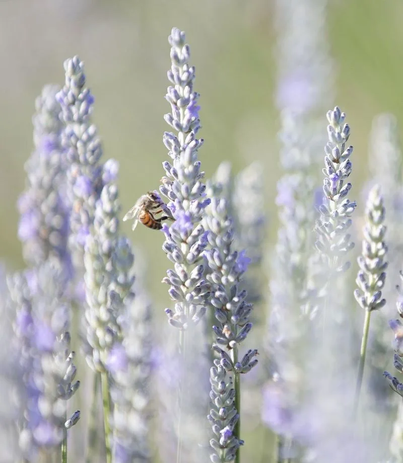 Lavender