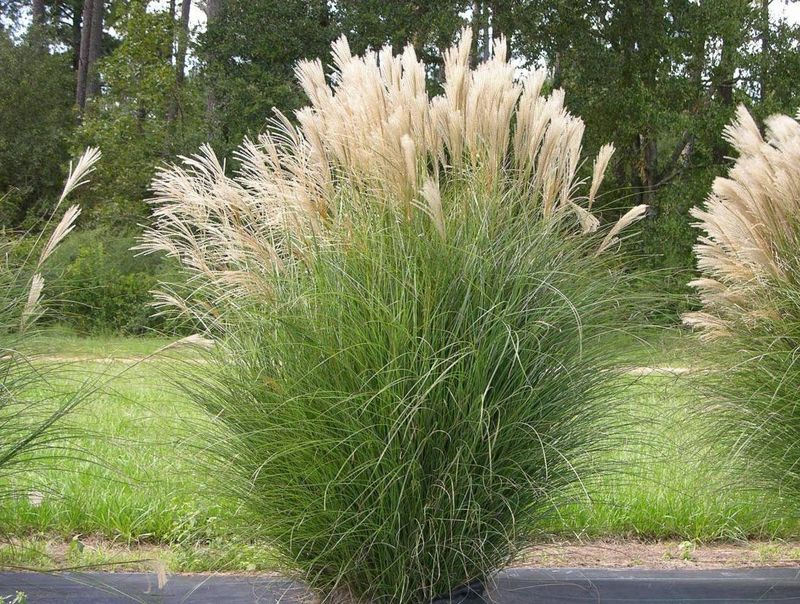 Grasses: Miscanthus