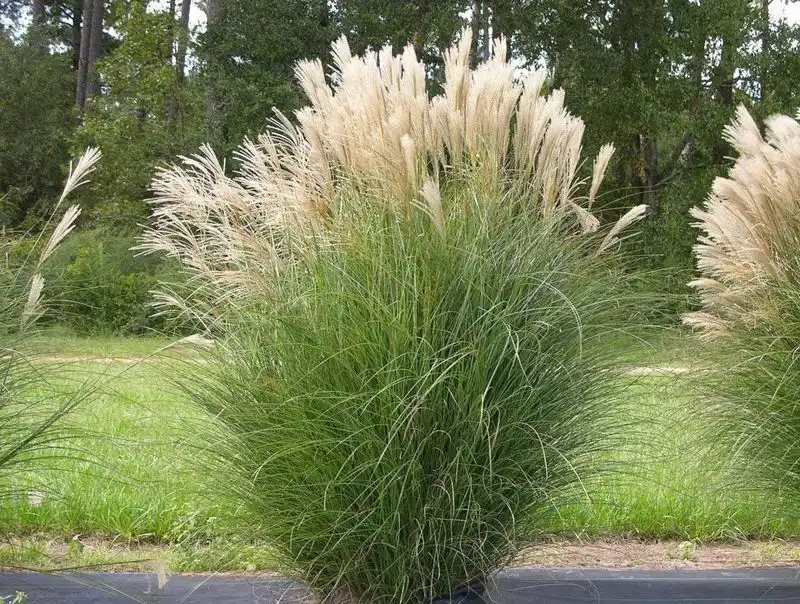 Grasses: Miscanthus
