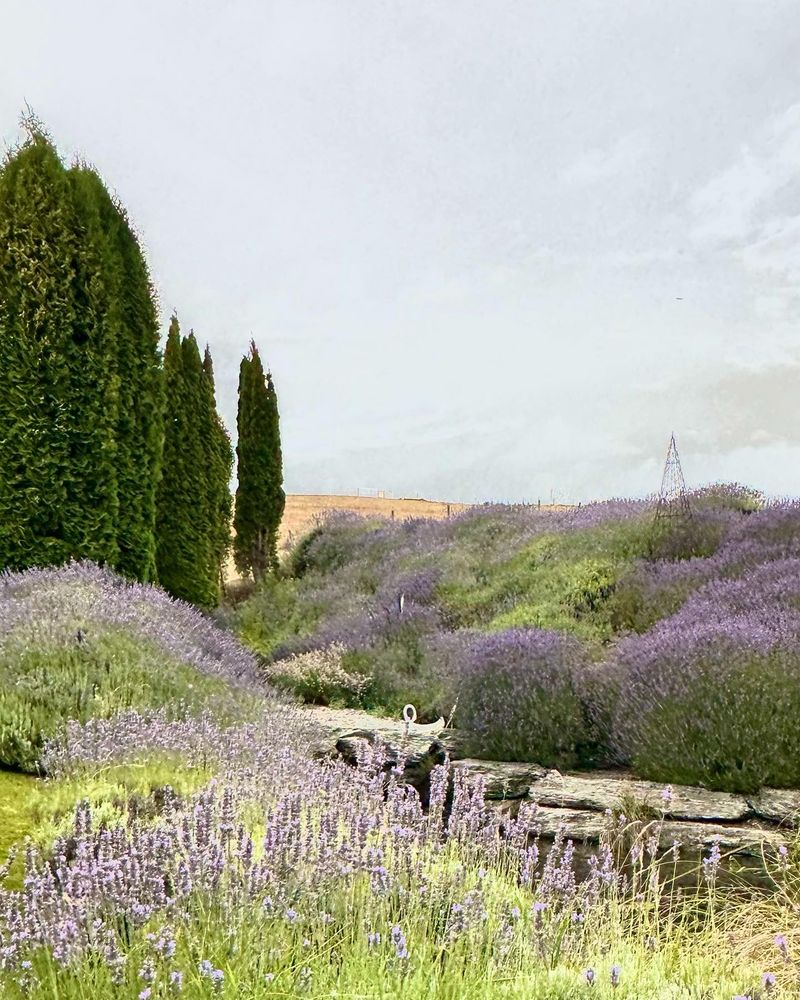 Lavender