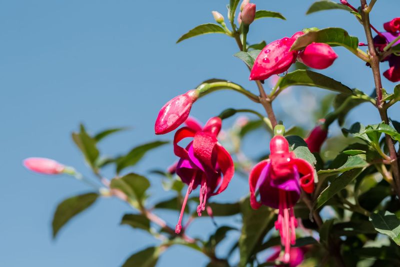 Fuchsia