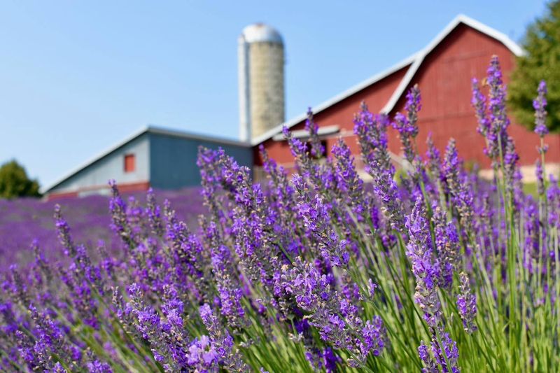 Lavender
