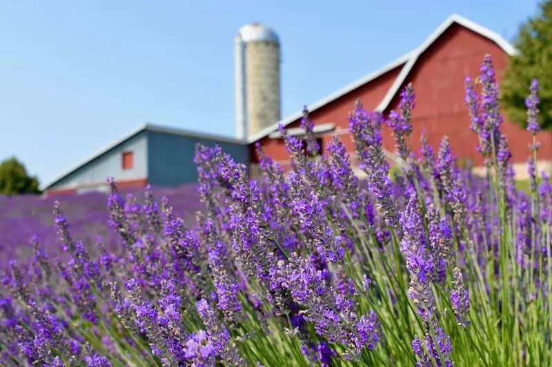 Lavender