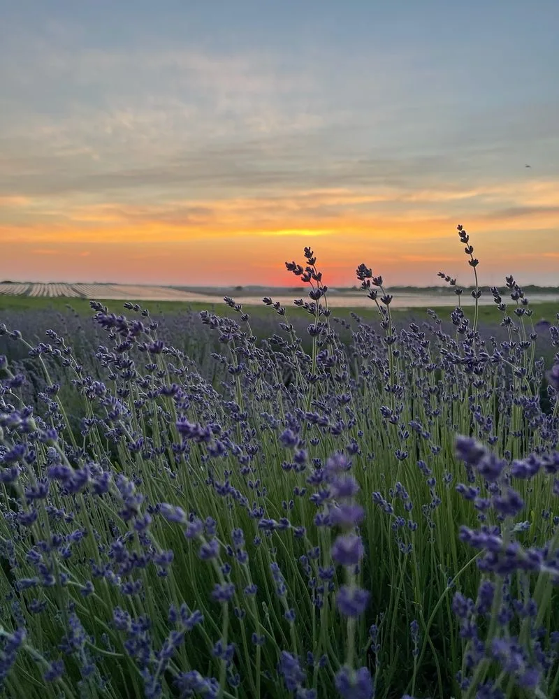 Lavender