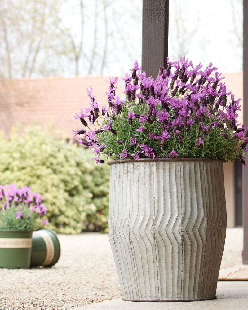 Lavender