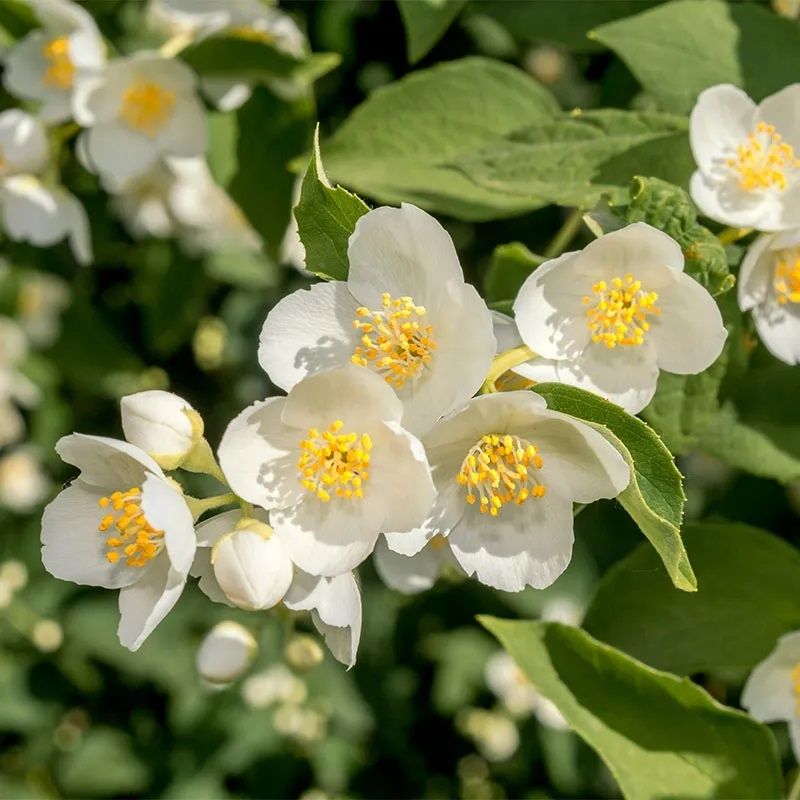 Mock Orange