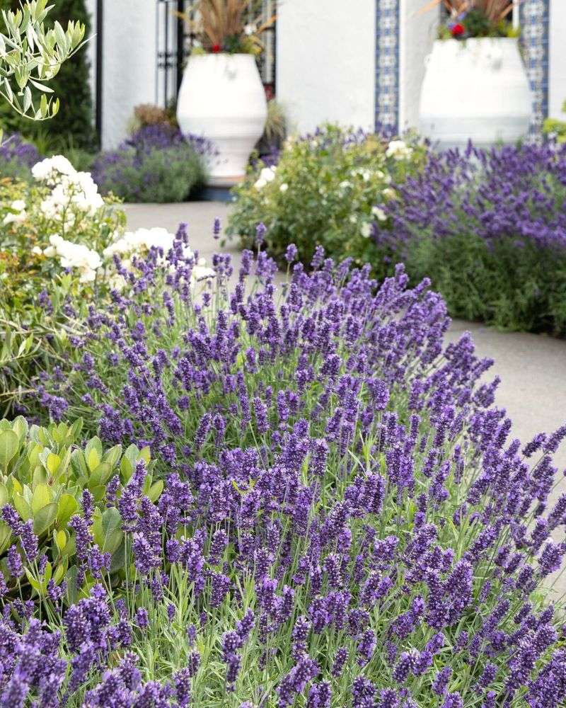 Lavender