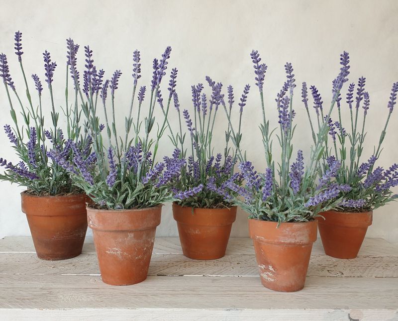 Lavender