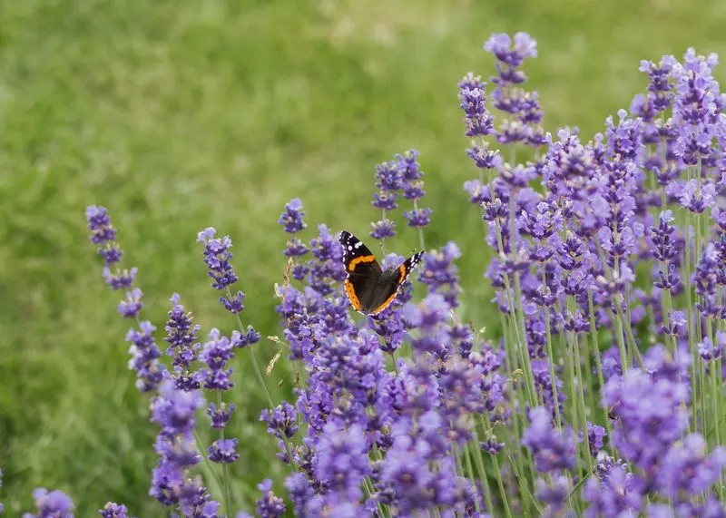 Lavender