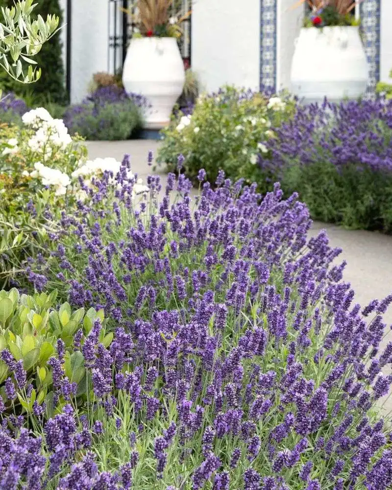 Lavender