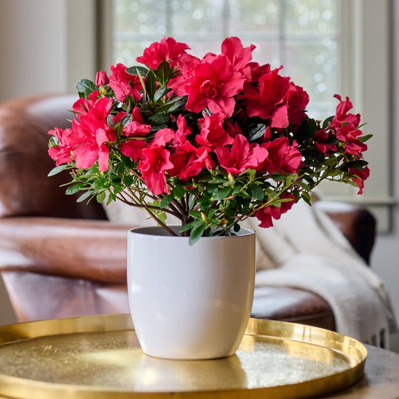 Azalea