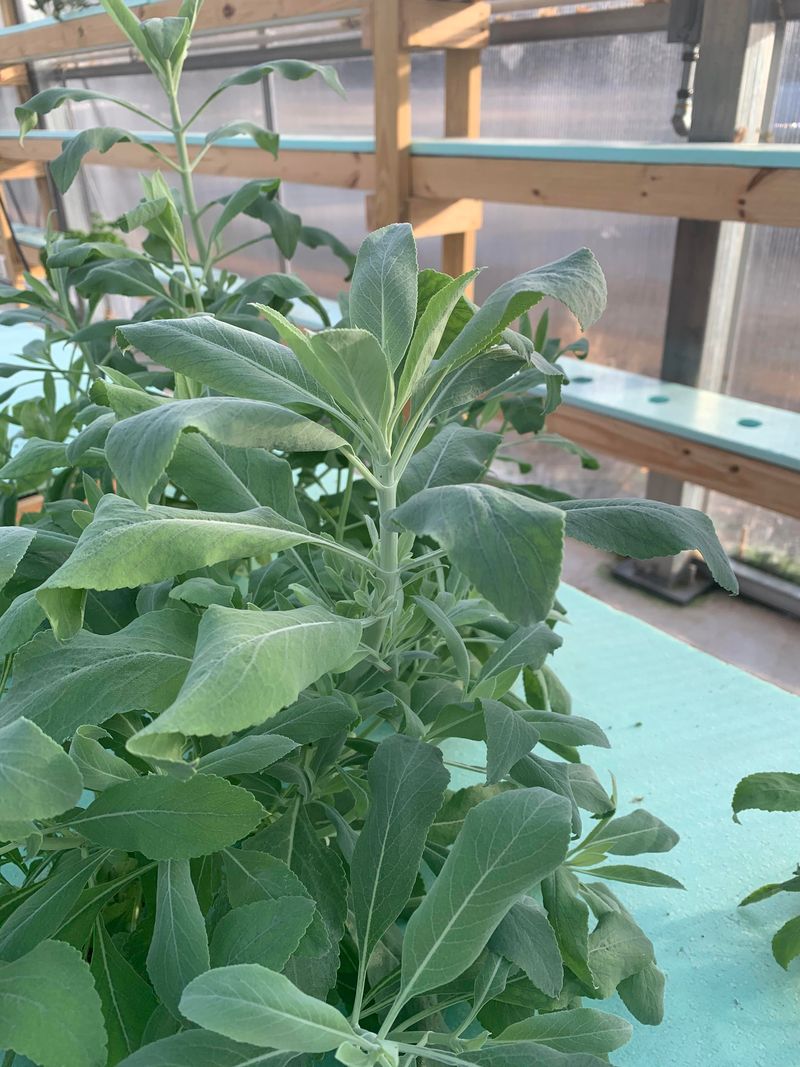 Sage