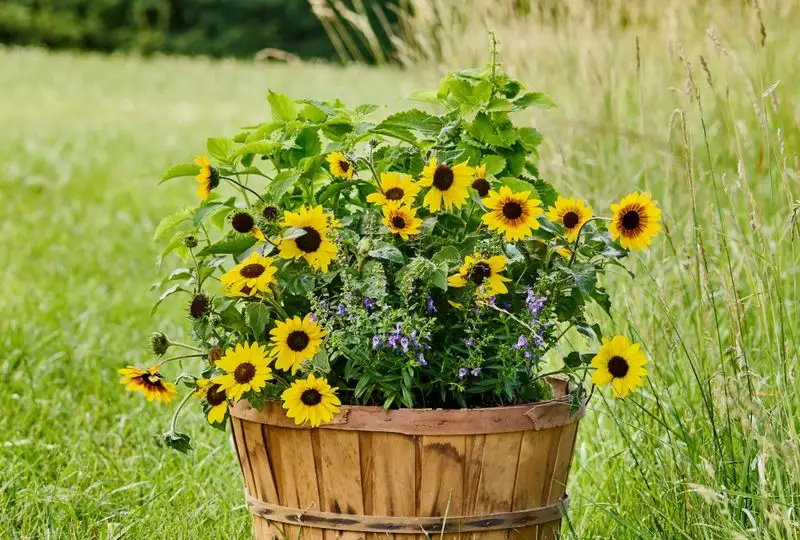 Sunflower