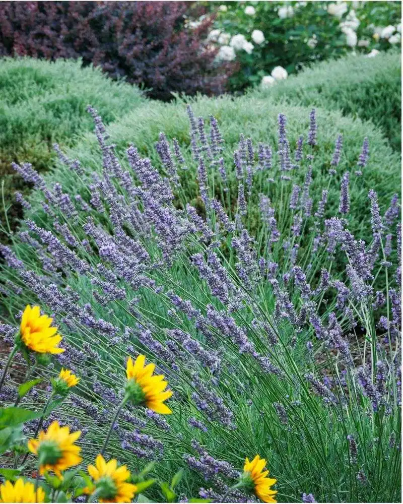 Lavender