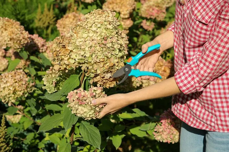 Hydrangea