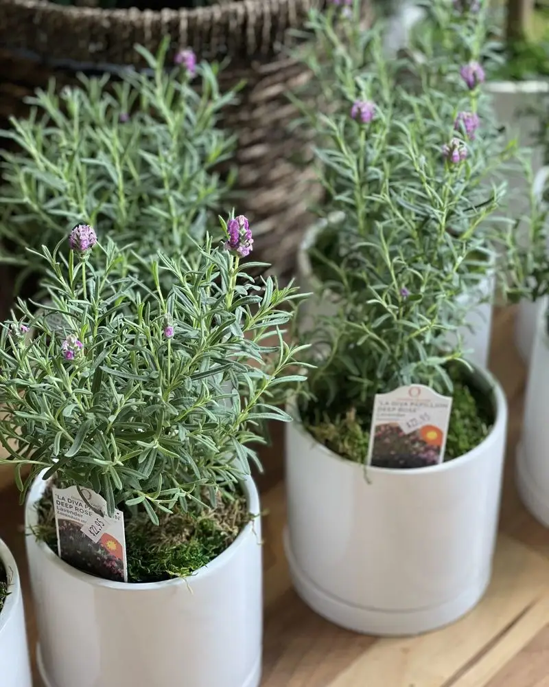 Lavender
