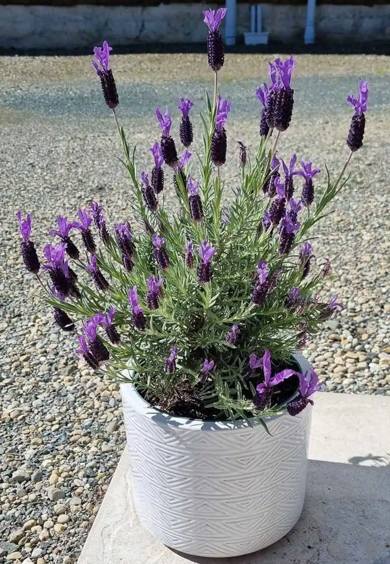 Lavender