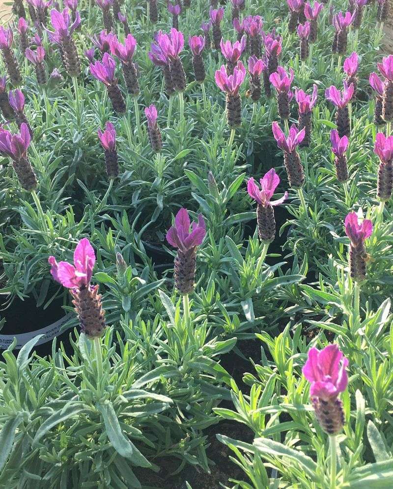 Lavender's Calming Influence