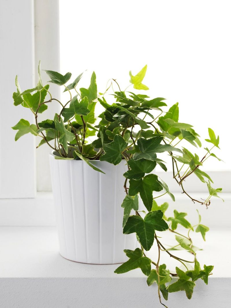 English Ivy