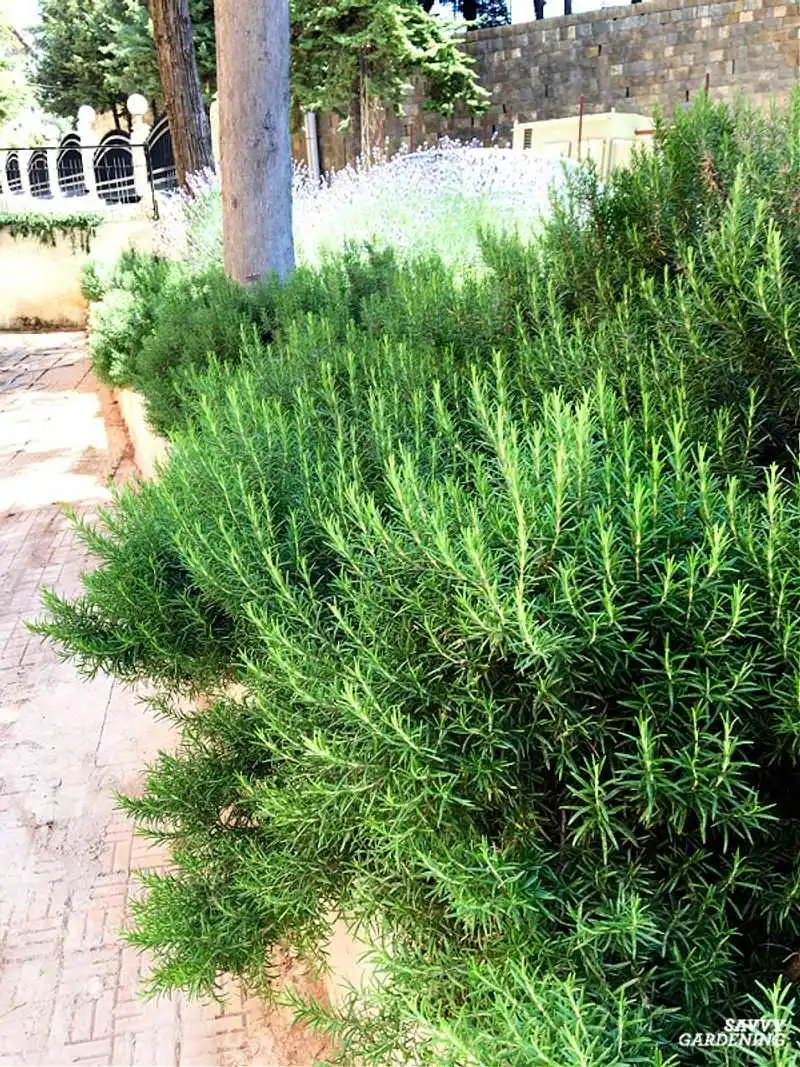 Rosemary