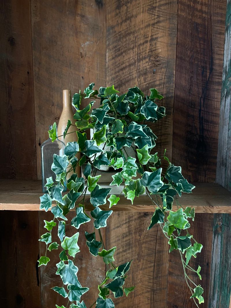 English Ivy